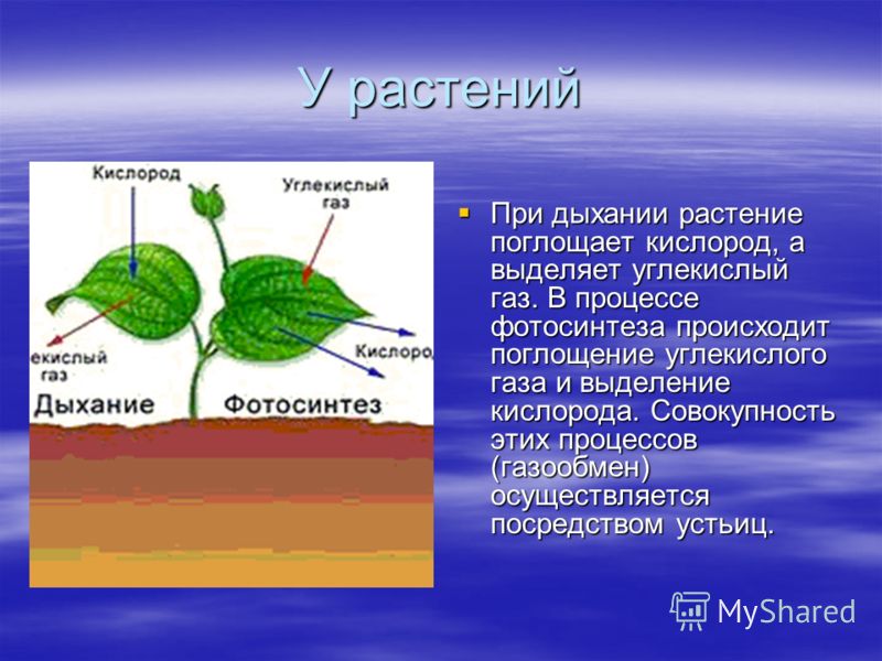 Отношение растений к кислороду Отношение растений к кислороду