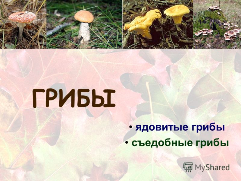 Доклад Съедобные Грибы