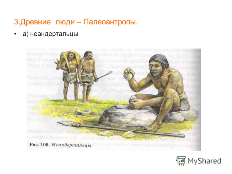 3.Древние люди – Палеоантропы. а) неандертальцы