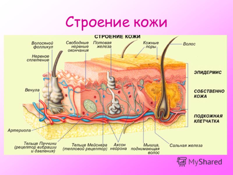 Пледы связанные спицами схемы Пледы связанные спицами схемы