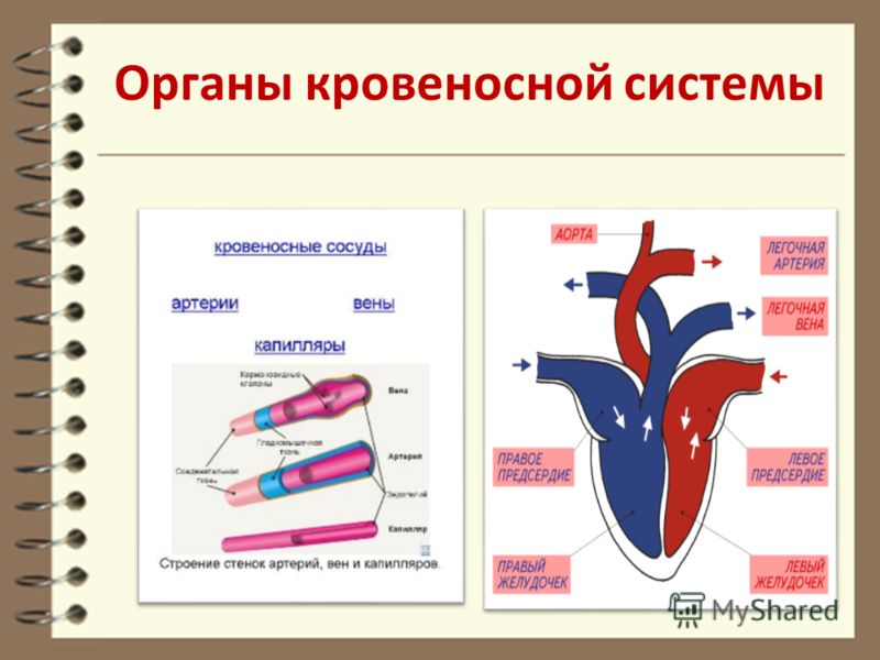 Кровеносная система человека схема 4 класс Кровеносная система человека схема 4 класс