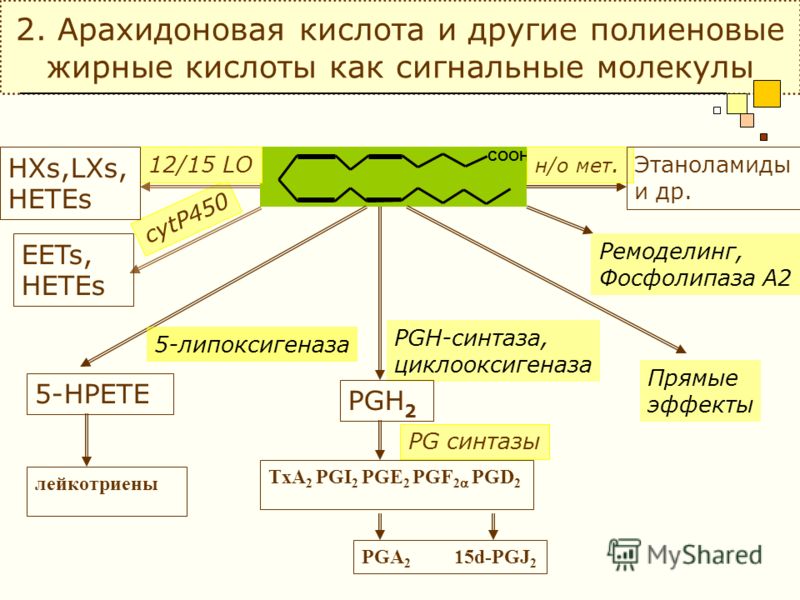 1 полиеновые жирные кислоты определение примеры Арахидоновая Кислота Купить В Аптеке - Lekarnya-tut.ru