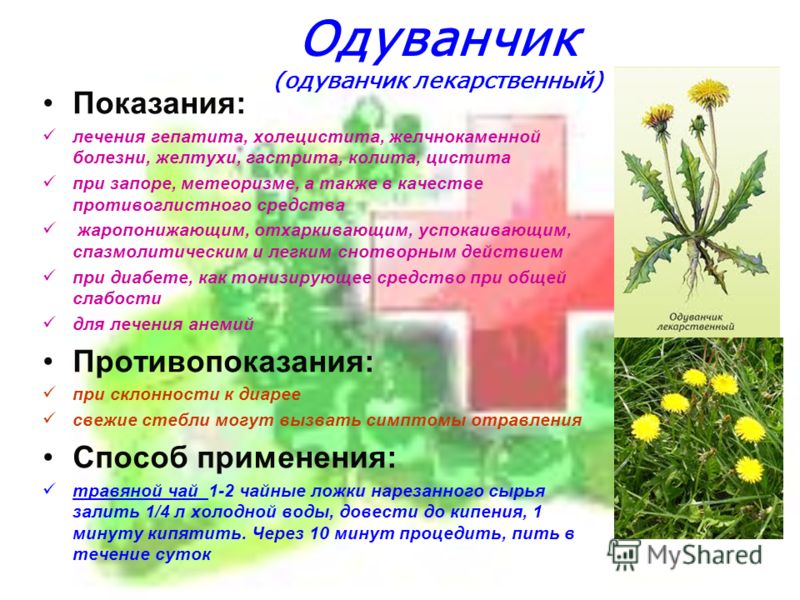 как пить одуванчик для очищения печени как пить одуванчик для очищения печени