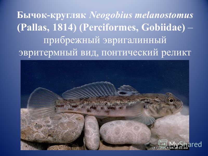 Бычок-кругляк Neogobius melanostomus (Pallas, 1814) (Perciformes, Gobiidae) – прибрежный эвригалинный эвритермный вид, понтический реликт