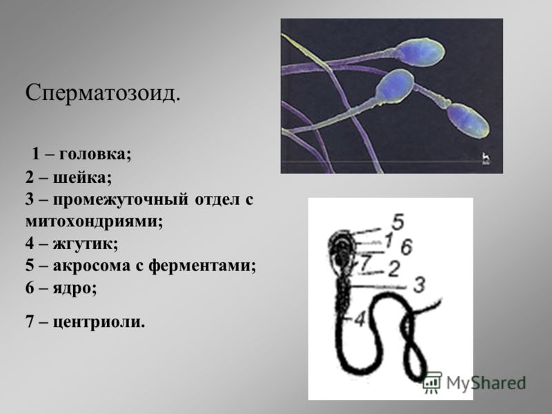 Сперматозоид. 1 – головка; 2 – шейка; 3 – промежуточный отдел с митохондриями; 4 – жгутик; 5 – акросома с ферментами; 6 – ядро; 7 – центриоли.
