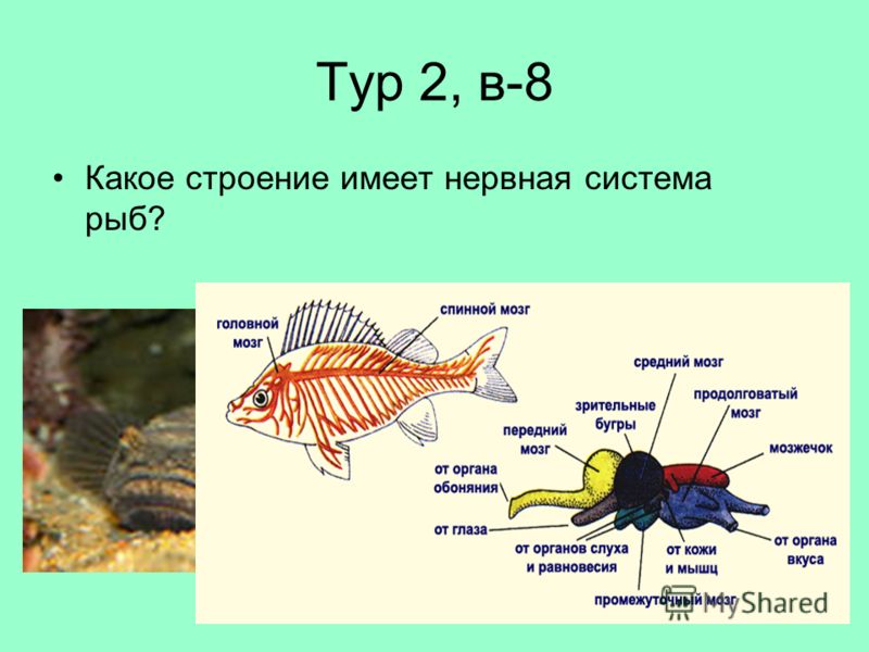 Тур 2, в-8 Какое строение имеет нервная система рыб?
