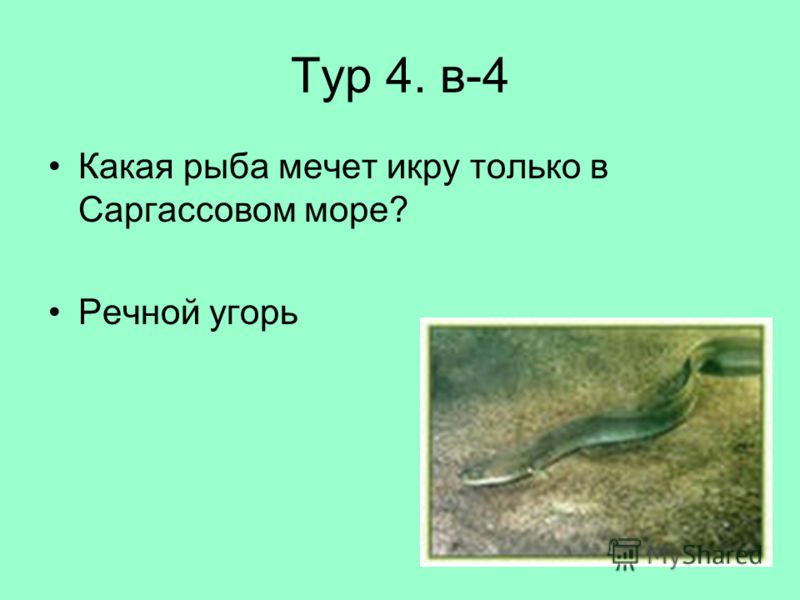Тур 4. в-4 Какая рыба мечет икру только в Саргассовом море? Речной угорь
