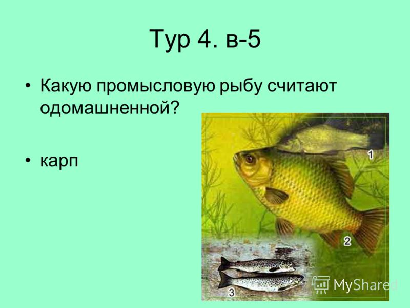 Тур 4. в-5 Какую промысловую рыбу считают одомашненной? карп