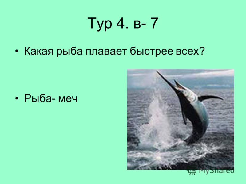 Тур 4. в- 7 Какая рыба плавает быстрее всех? Рыба- меч