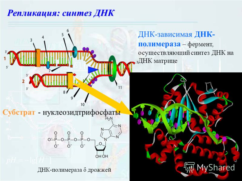Репликация: синтез ДНК ДНК-зависимая ДНК- полимераза – фермент, осуществляющий синтез ДНК на ДНК матрице Субстрат - нуклеозидтрифосфаты ДНК-полимераза δ дрожжей