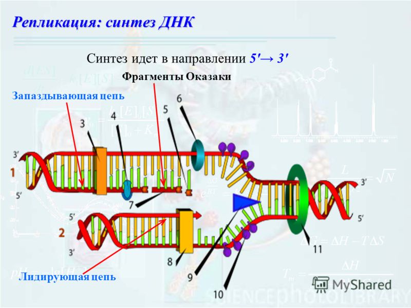 Запаздывающая цепь Репликация: синтез ДНК Лидирующая цепь Фрагменты Оказаки Синтез идет в направлении 5' 3'