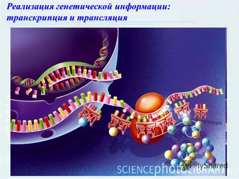 Реализация генетической информации: транскрипция и трансляция