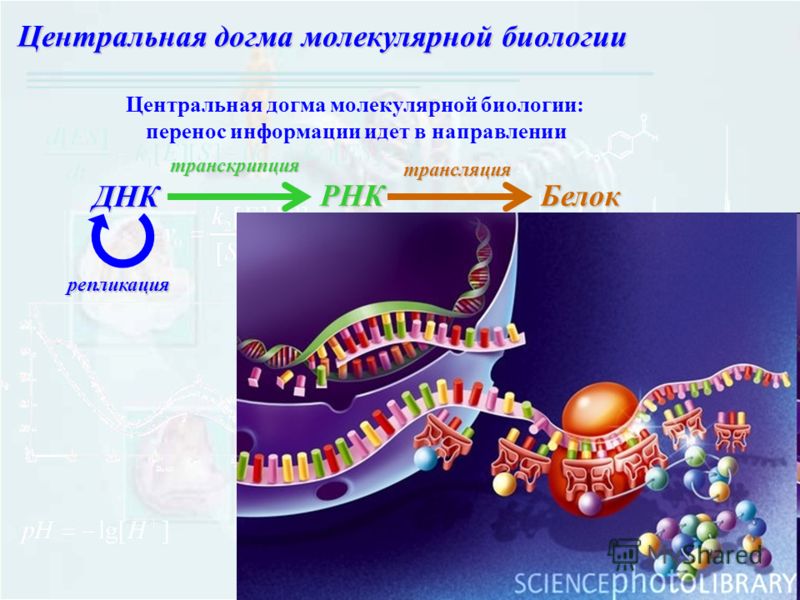 Доклад: Центральная догма молекулярной биологии