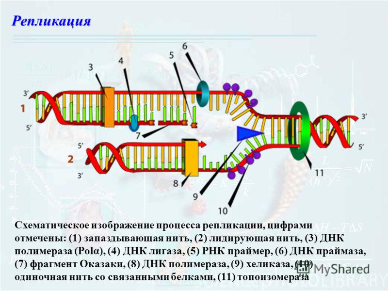 Схематическое изображение процесса репликации, цифрами отмечены: (1) запаздывающая нить, (2) лидирующая нить, (3) ДНК полимераза (Polα), (4) ДНК лигаза, (5) РНК праймер, (6) ДНК праймаза, (7) фрагмент Оказаки, (8) ДНК полимераза, (9) хеликаза, (10) о