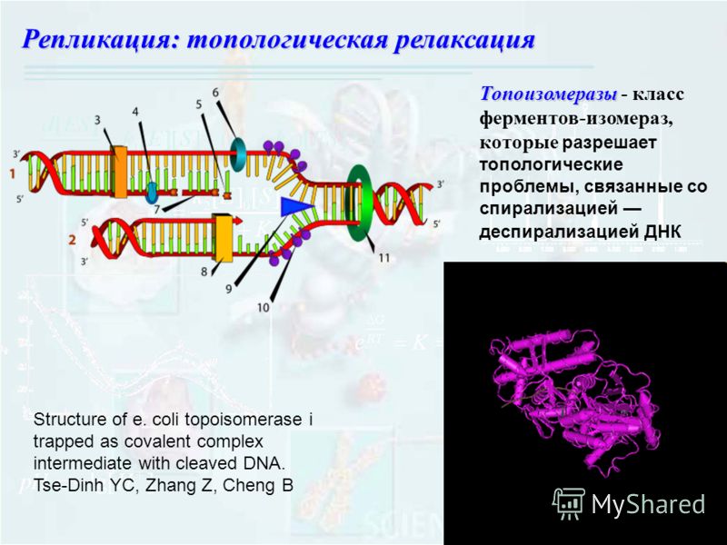 Structure of e. coli topoisomerase i trapped as covalent complex intermediate with cleaved DNA. Tse-Dinh YC, Zhang Z, Cheng B Репликация: топологическая релаксация Топоизомеразы Топоизомеразы - класс ферментов-изомераз, которые разрешает топологическ