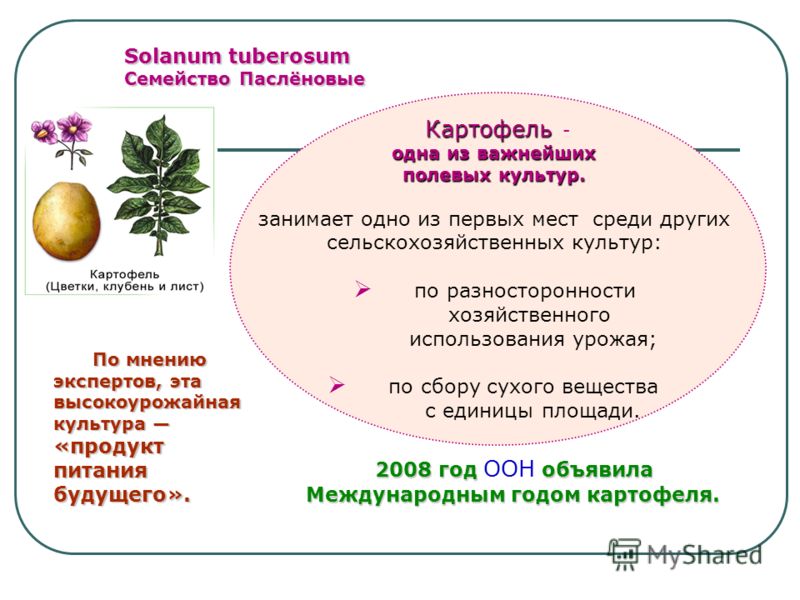 Solanum tuberosum Семейство Паслёновые Картофель Картофель - одна из важнейших полевых культур. занимает одно из первых мест среди других сельскохозяйственных культур: по разносторонности хозяйственного использования урожая; по сбору сухого вещества 