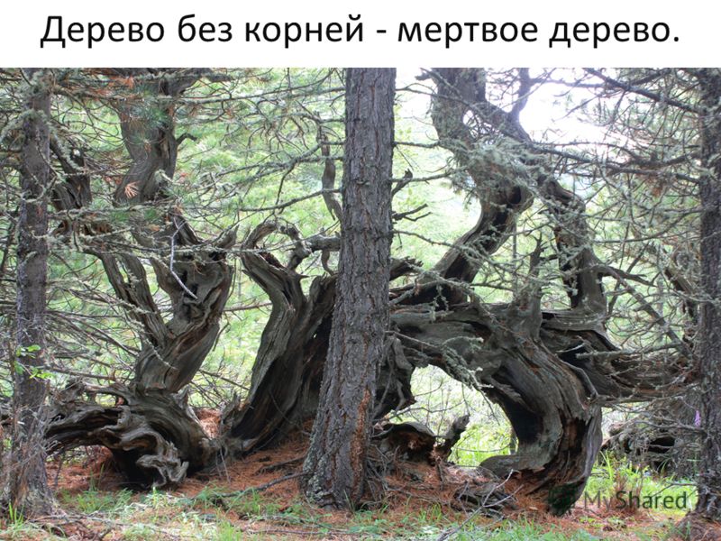Дерево без корней - мертвое дерево.