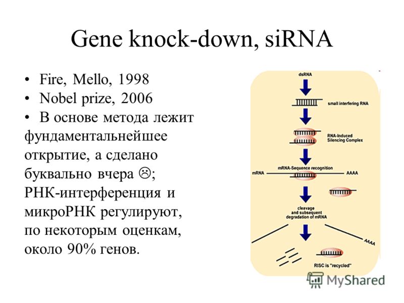 Gene knock-down, siRNA Fire, Mello, 1998 Nobel prize, 2006 В основе метода лежит фундаментальнейшее открытие, а сделано буквально вчера ; РНК-интерференция и микроРНК регулируют, по некоторым оценкам, около 90% генов.