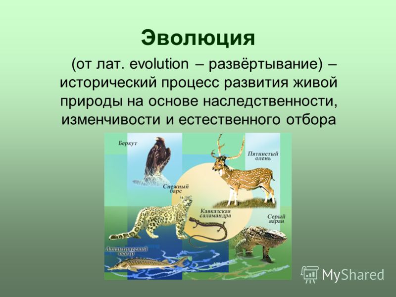 Эволюция (от лат. evolution – развёртывание) – исторический процесс развития живой природы на основе наследственности, изменчивости и естественного отбора