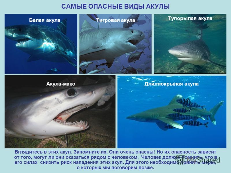 фото виды акул фото виды акул
