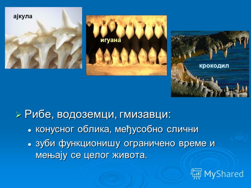 Рибе, водоземци, гмизавци: Рибе, водоземци, гмизавци: конусног облика, међусобно слични конусног облика, међусобно слични зуби функционишу ограничено време и мењају се целог живота. зуби функционишу ограничено време и мењају се целог живота. ајкула и