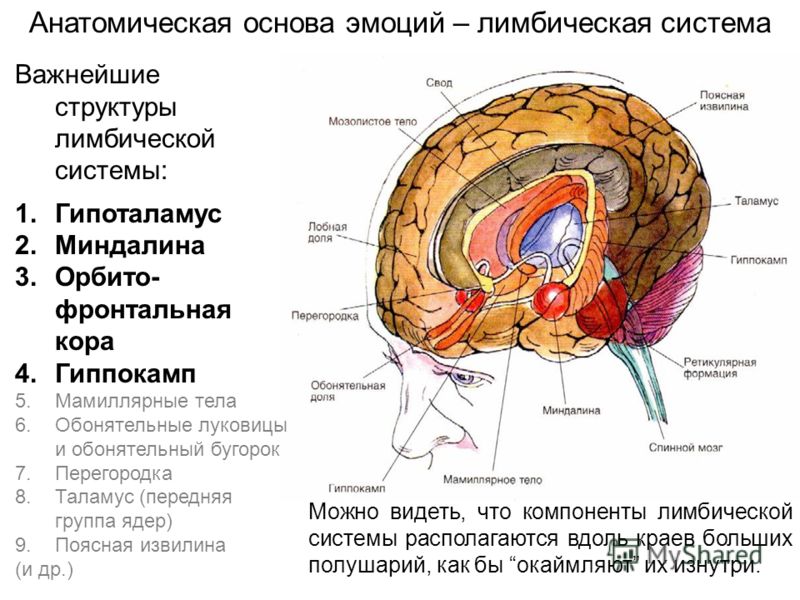 Анатомическая основа эмоций – лимбическая система Важнейшие структуры лимбической системы: 1.Гипоталамус 2.Миндалина 3.Орбито- фронтальная кора 4.Гиппокамп 5.Мамиллярные тела 6.Обонятельные луковицы и обонятельный бугорок 7.Перегородка 8.Таламус (пер