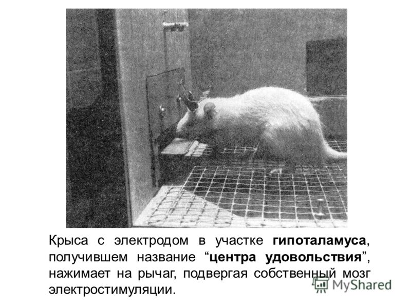 Крыса с электродом в участке гипоталамуса, получившем название центра удовольствия, нажимает на рычаг, подвергая собственный мозг электростимуляции.