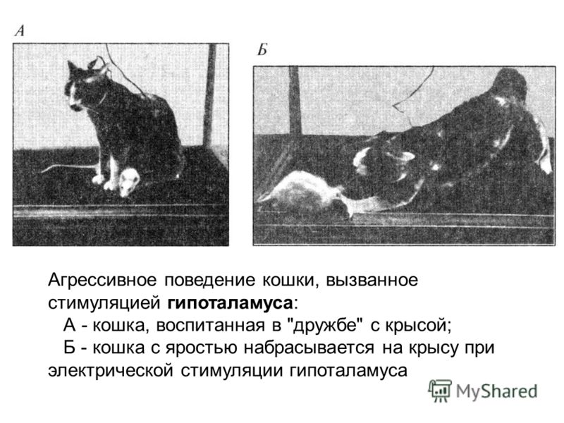 Агрессивное поведение кошки, вызванное стимуляцией гипоталамуса: А - кошка, воспитанная в дружбе с крысой; Б - кошка с яростью набрасывается на крысу при электрической стимуляции гипоталамуса