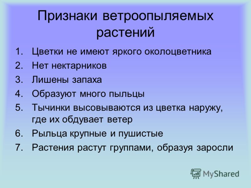Ветроопыляемые растения примеры какими признаками обладают приведите