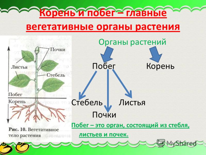 Презентация по биологии в картинках на тему растения-живой организм 6 класс автор и.н.пономарёва