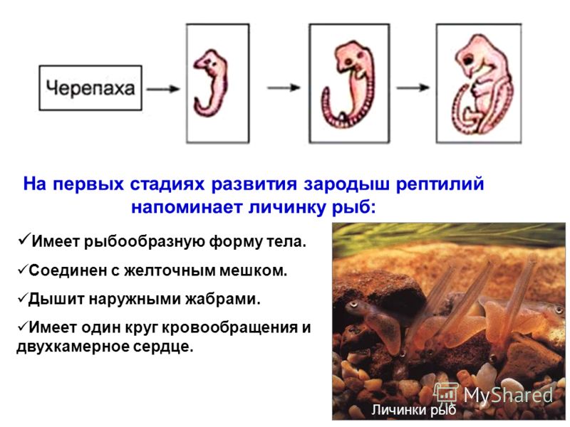 На первых стадиях развития зародыш рептилий напоминает личинку рыб: Имеет рыбообразную форму тела. Соединен с желточным мешком. Дышит наружными жабрами. Имеет один круг кровообращения и двухкамерное сердце. Личинки рыб