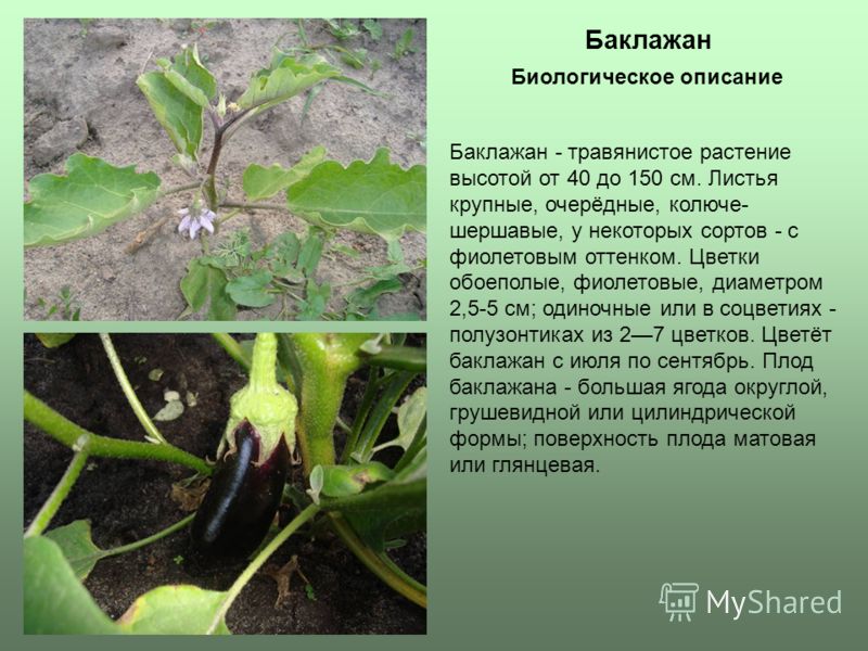 Баклажан Баклажан - травянистое растение высотой от 40 до 150 см. Листья крупные, очерёдные, колюче- шершавые, у некоторых сортов - с фиолетовым оттенком. Цветки обоеполые, фиолетовые, диаметром 2,5-5 см; одиночные или в соцветиях - полузонтиках из 2