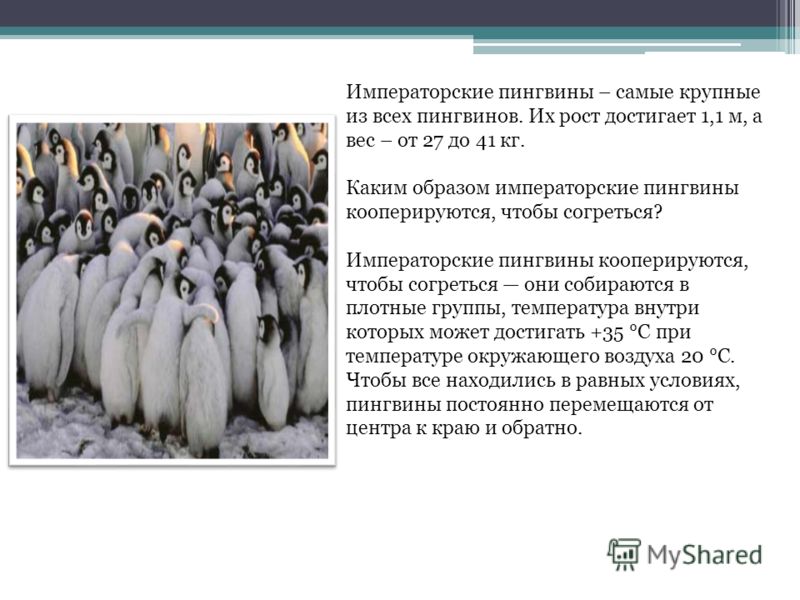 Императорские пингвины – самые крупные из всех пингвинов. Их рост достигает 1,1 м, а вес – от 27 до 41 кг. Каким образом императорские пингвины кооперируются, чтобы согреться? Императорские пингвины кооперируются, чтобы согреться они собираются в пло