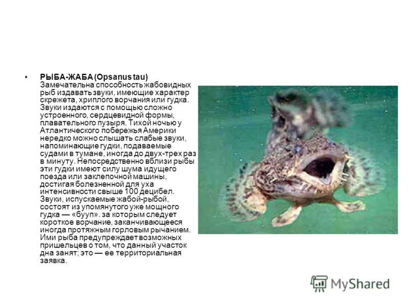 РЫБА-ЖАБА (Opsanus tau) Замечательна способность жабовидных рыб издавать звуки, имеющие характер скрежета, хриплого ворчания или гудка. Звуки издаются с помощью сложно устроенного, сердцевидной формы, плавательного пузыря. Тихой ночью у Атлантическог