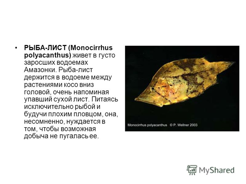 РЫБА-ЛИСТ (Monocirrhus polyacanthus) живет в густо заросших водоемах Амазонки. Рыба-лист держится в водоеме между растениями косо вниз головой, очень напоминая упавший сухой лист. Питаясь исключительно рыбой и будучи плохим пловцом, она, несомненно, 
