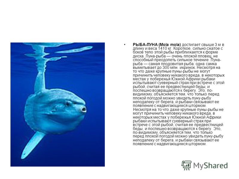 РЫБА-ЛУНА (Mola mola) достигает свыше 3 м в длину и веса 1410 кг. Короткое, сильно сжатое с боков тело этой рыбы приближается к форме диска. Луна-рыба очень плохой пловец, не способный преодолеть сильное течение. Луна- рыба самая плодовитая рыба: одн