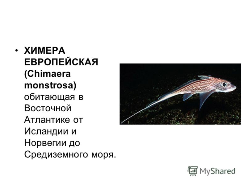 ХИМЕРА ЕВРОПЕЙСКАЯ (Chimaera monstrosa) обитающая в Восточной Атлантике от Исландии и Норвегии до Средиземного моря.