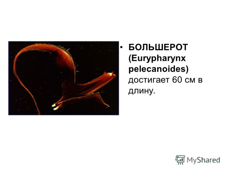 БОЛЬШЕРОТ (Eurypharynx pelecanoides) достигает 60 см в длину.