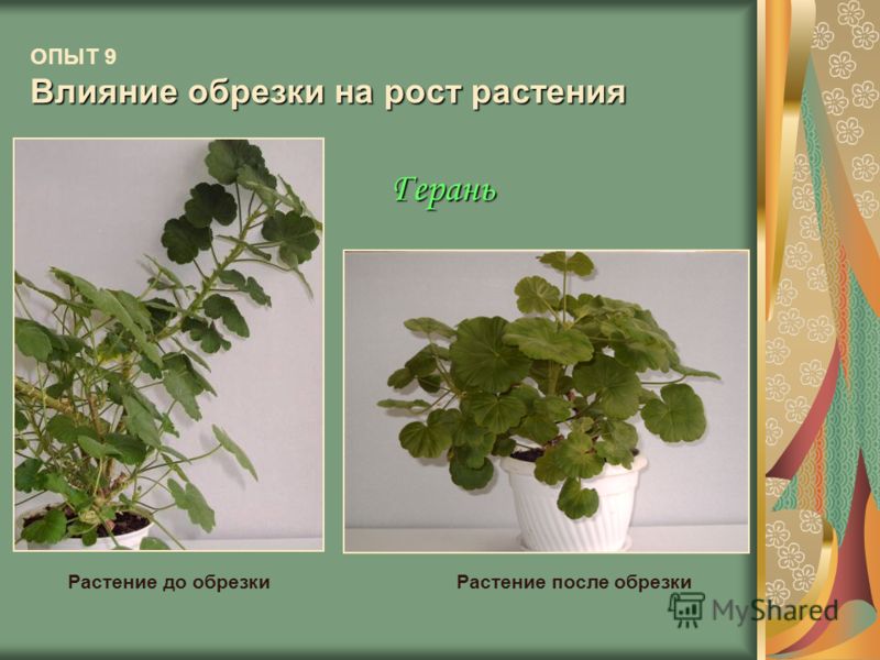 Влияние обрезки на рост растения ОПЫТ 9 Влияние обрезки на рост растения Герань Растение до обрезкиРастение после обрезки