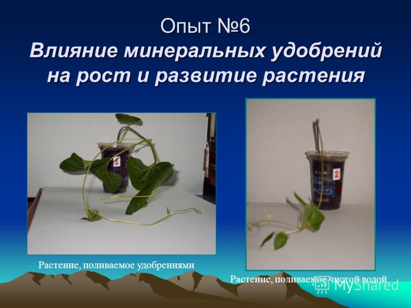 Опыт 6 Влияние минеральных удобрений на рост и развитие растения Растение, поливаемое чистой водой Растение, поливаемое удобрениями