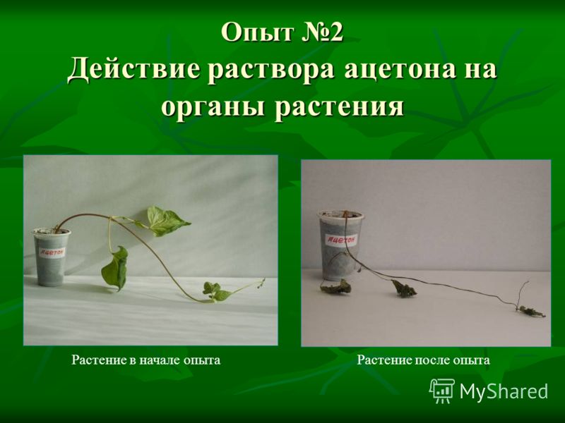 Опыт 2 Действие раствора ацетона на органы растения Растение после опытаРастение в начале опыта