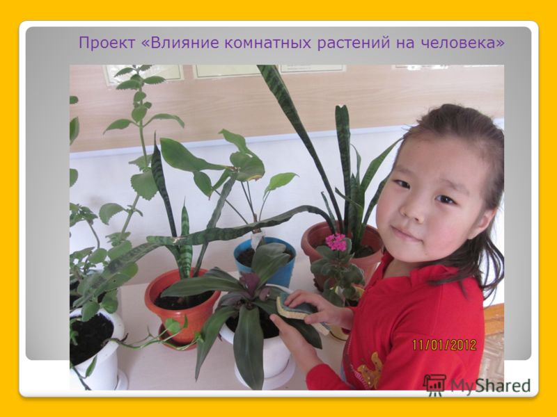 Проект «Влияние комнатных растений на человека»
