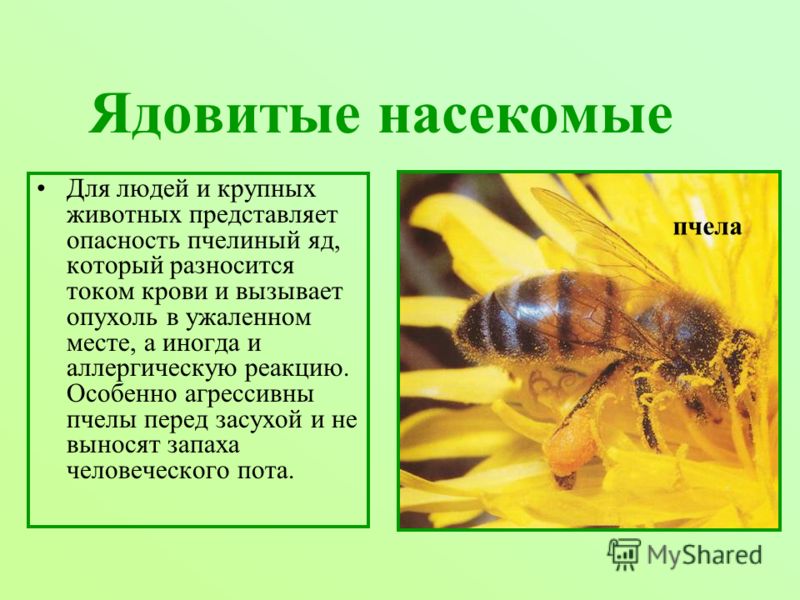 Ядовитые насекомые Для людей и крупных животных представляет опасность пчелиный яд, который разносится током крови и вызывает опухоль в ужаленном месте, а иногда и аллергическую реакцию. Особенно агрессивны пчелы перед засухой и не выносят запаха чел