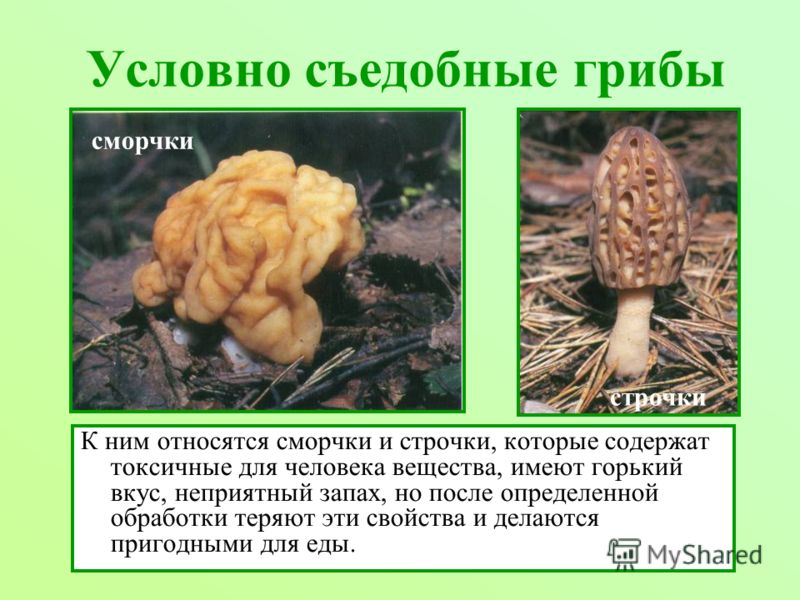 Условно съедобные грибы К ним относятся сморчки и строчки, которые содержат токсичные для человека вещества, имеют горький вкус, неприятный запах, но после определенной обработки теряют эти свойства и делаются пригодными для еды. сморчки строчки
