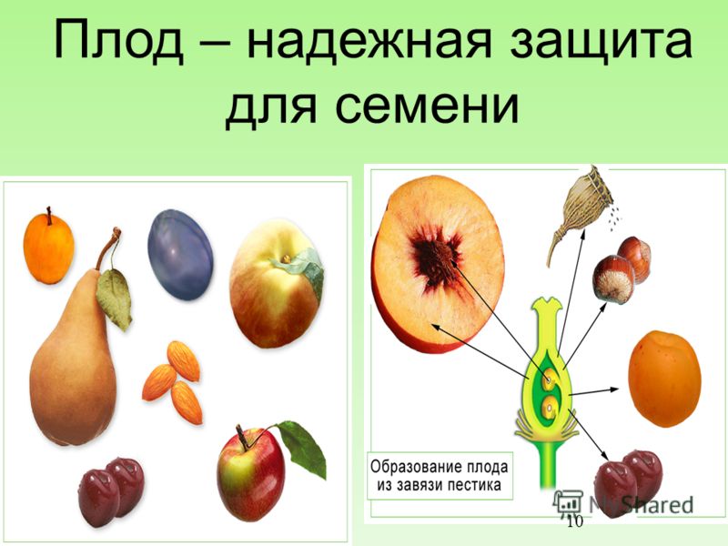  Растений Картинки Для Детей С Названиями — Картинки фотографии