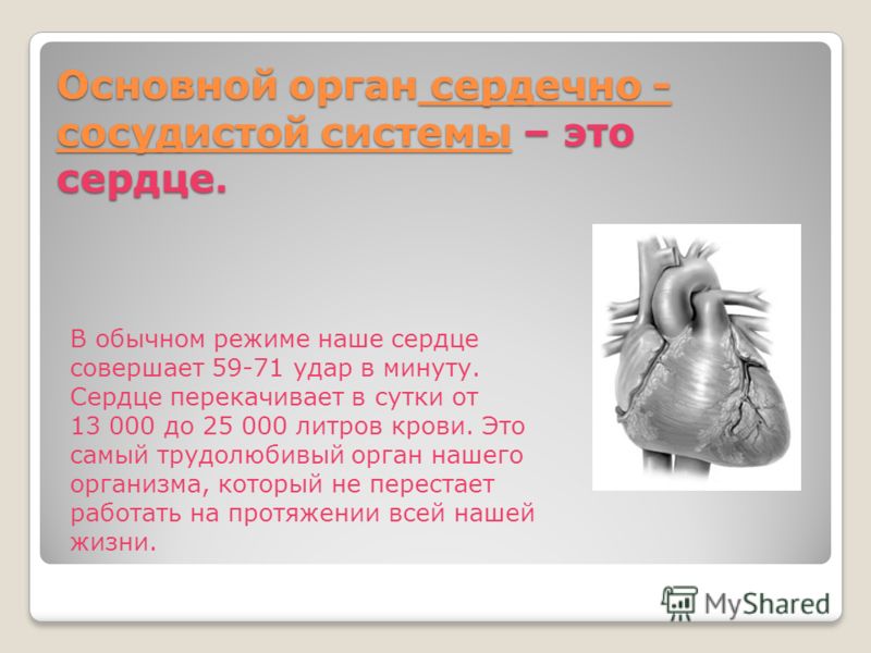 Основной орган сердечно - сосудистой системы – это сердце. В обычном режиме наше сердце совершает 59-71 удар в минуту. Сердце перекачивает в сутки от 13 000 до 25 000 литров крови. Это самый трудолюбивый орган нашего организма, который не перестает р