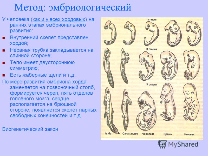 Метод: эмбриологический У человека (как и у всех хордовых) на ранних этапах эмбрионального развития: Внутренний скелет представлен хордой; Нервная трубка закладывается на спинной стороне; Тело имеет двустороннюю симметрию; Есть жаберные щели и т.д. П