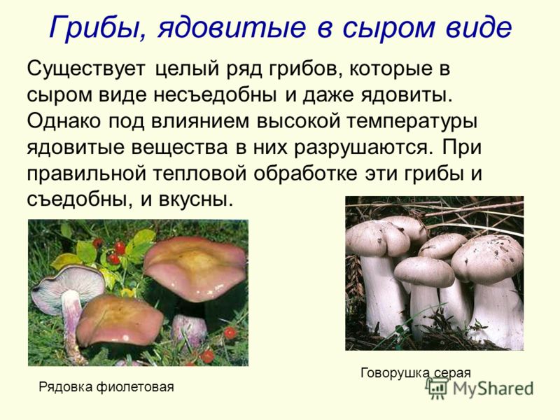 Грибы, ядовитые в сыром виде Существует целый ряд грибов, которые в сыром виде несъедобны и даже ядовиты. Однако под влиянием высокой температуры ядовитые вещества в них разрушаются. При правильной тепловой обработке эти грибы и съедобны, и вкусны. Р