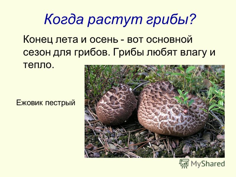 Когда растут грибы? Конец лета и осень - вот основной сезон для грибов. Грибы любят влагу и тепло. Ежовик пестрый