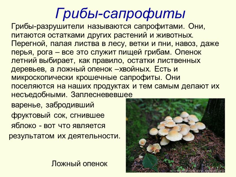 полезны паразиты человека полезны паразиты человека